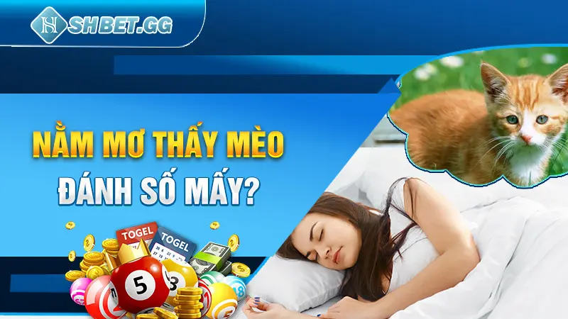 Mơ Thấy Mèo - Giải Mã 7 Điềm Báo Khi Chiêm Bao Thấy Loài Mèo 5 Nằm mơ thấy mèo đánh số mấy?