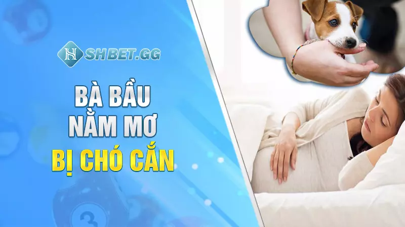 Nằm mơ bị chó cắn mang đến điềm báo hung hay cát? 5 Bà bầu nằm mơ bị chó cắn