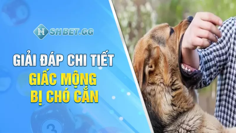 Nằm mơ bị chó cắn mang đến điềm báo hung hay cát? 3 Giải đáp chi tiết giấc mộng bị chó cắn