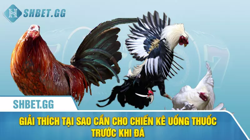 Cho gà uống thuốc gì trước khi đá để tăng tỉ lệ thắng 2 Giải thích tại sao cần cho chiến kê uống thuốc trước khi đá
