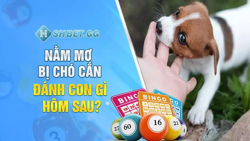 Nằm mơ bị chó cắn mang đến điềm báo hung hay cát? 6 Nằm mơ bị chó cắn đánh con gì hôm sau?