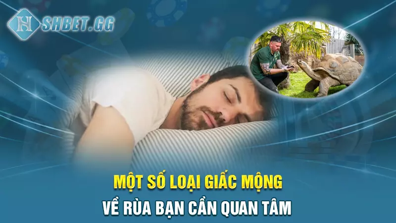 Giải mã nằm mơ thấy rùa đánh số mấy chắc thắng 100% 4 Một số loại giấc mộng về rùa bạn cần quan tâm