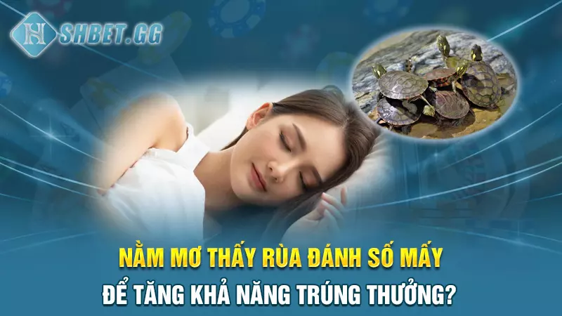 Giải mã nằm mơ thấy rùa đánh số mấy chắc thắng 100% 7 Nằm mơ thấy rùa đánh số mấy để tăng khả năng trúng thưởng?